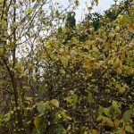 蝋梅(ろうばい)は年末の香り