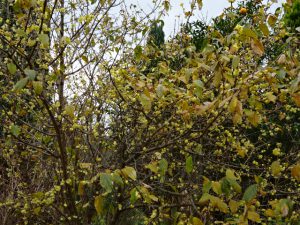 蝋梅（ろうばい）は年末の香り