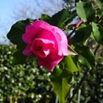 成人式の日に咲いてくれた花