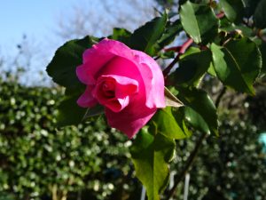 成人式の日に咲いてくれた花