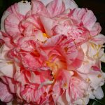 後期高齢者の春を生きて