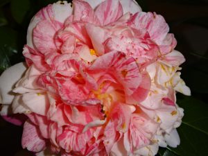 後期高齢者の春を生きて