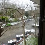 椿に宿る精霊の話