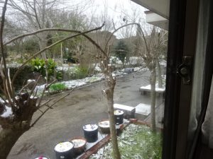 椿に宿る精霊の話