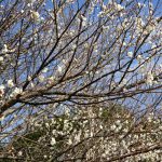 桜の里の成り立ち その1