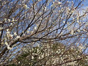 桜の里の成り立ち　その1