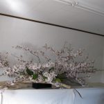 夜桜の会に満月が  にわかに拍手