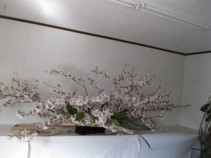 夜桜の会に満月が　　にわかに拍手