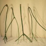 特有の匂いをもつ青木