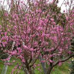 孫娘が高校生になる