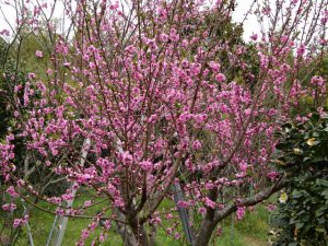 孫娘が高校生になる