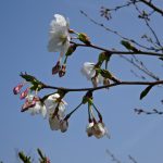 桜の開花です 飲んで祝いましょう