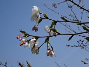 桜の開花です　飲んで祝いましょう