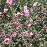 アカシヤの圧倒的なパワ－