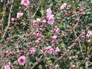 アカシヤの圧倒的なパワ－