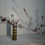 桜の開花前に際立つ紅スモモの花