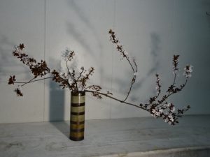 桜の開花前に際立つ紅スモモの花