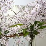 日差しが欲しい桜の庭