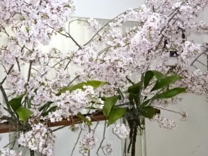 日差しが欲しい桜の庭