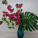 平戸の武家屋敷で育成されてきたツツジ