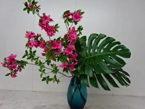 平戸の武家屋敷で育成されてきたツツジ