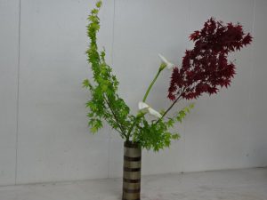 新緑の紅葉水揚げばっちり　よしよし