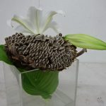 枯れ向日葵のこと