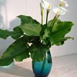 初夏より梅雨に移りいく、、、今日は雨