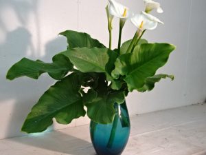 初夏より梅雨に移りいく、、、今日は雨