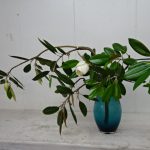 瑞々しい紫陽花の季節到来