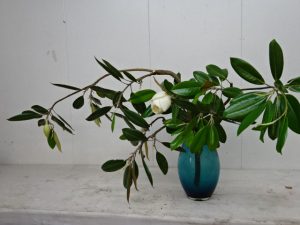 瑞々しい紫陽花の季節到来