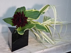 雨季を待つ花達は元気そのもの