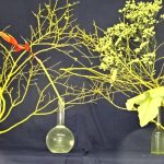 天候異変のためか食物への影響が感じられる