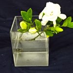 雨は天の恵みですね