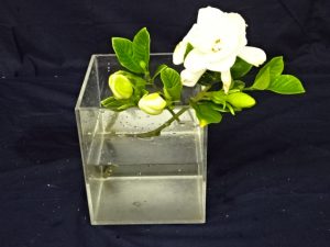 雨は天の恵みですね