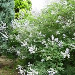 【生け花】みんなで花を生けたら楽しくなる