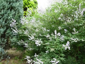 【生け花】みんなで花を生けたら楽しくなる