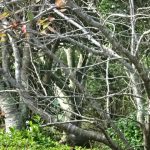 【庭の花】気づかぬうちに秋が進んでいる