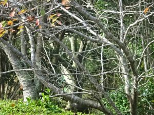 【庭の花】気づかぬうちに秋が進んでいる
