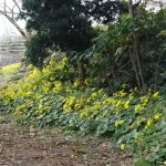 生け花を気楽にいけよう