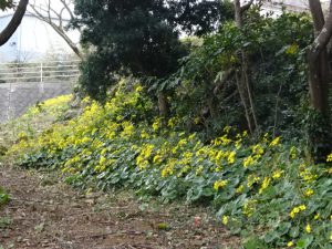 生け花を気楽にいけよう