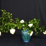 白い山茶花が咲いている