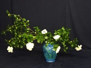 白い山茶花が咲いている