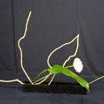 【いけばな】枯れ物材料の花