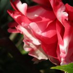 花の話しを続けよう