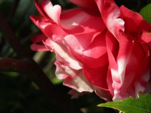 花の話しを続けよう