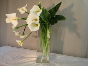 カラ－の瑞々しさをいけたい