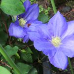 生けないまま今年の八重桜はすぎていった