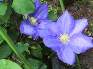 生けないまま今年の八重桜はすぎていった