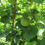 日に日に移り変わる自然の営み